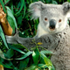 Image for article titled Koalas have exactly the same fingerprints as humans